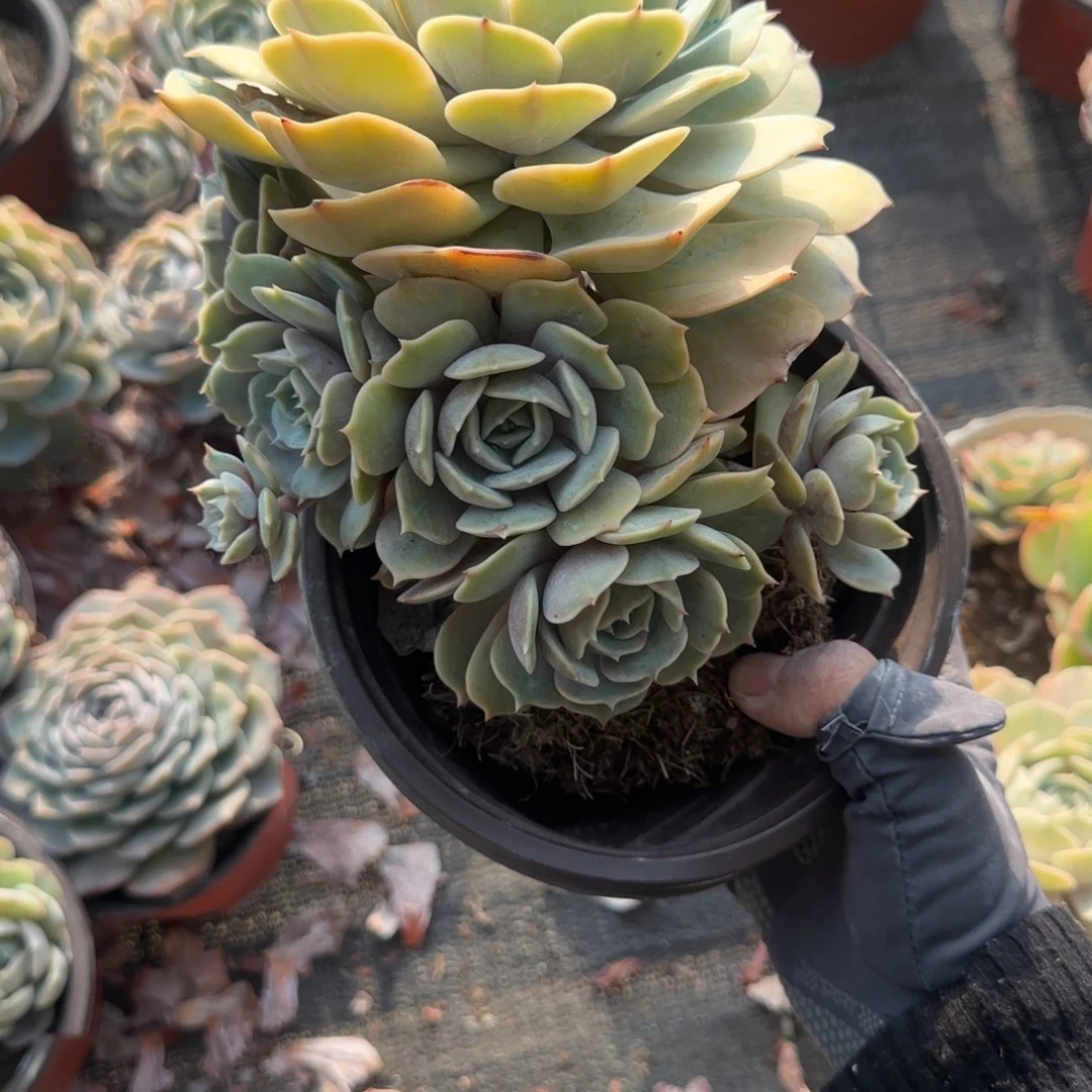 无花朵露娜莲群生