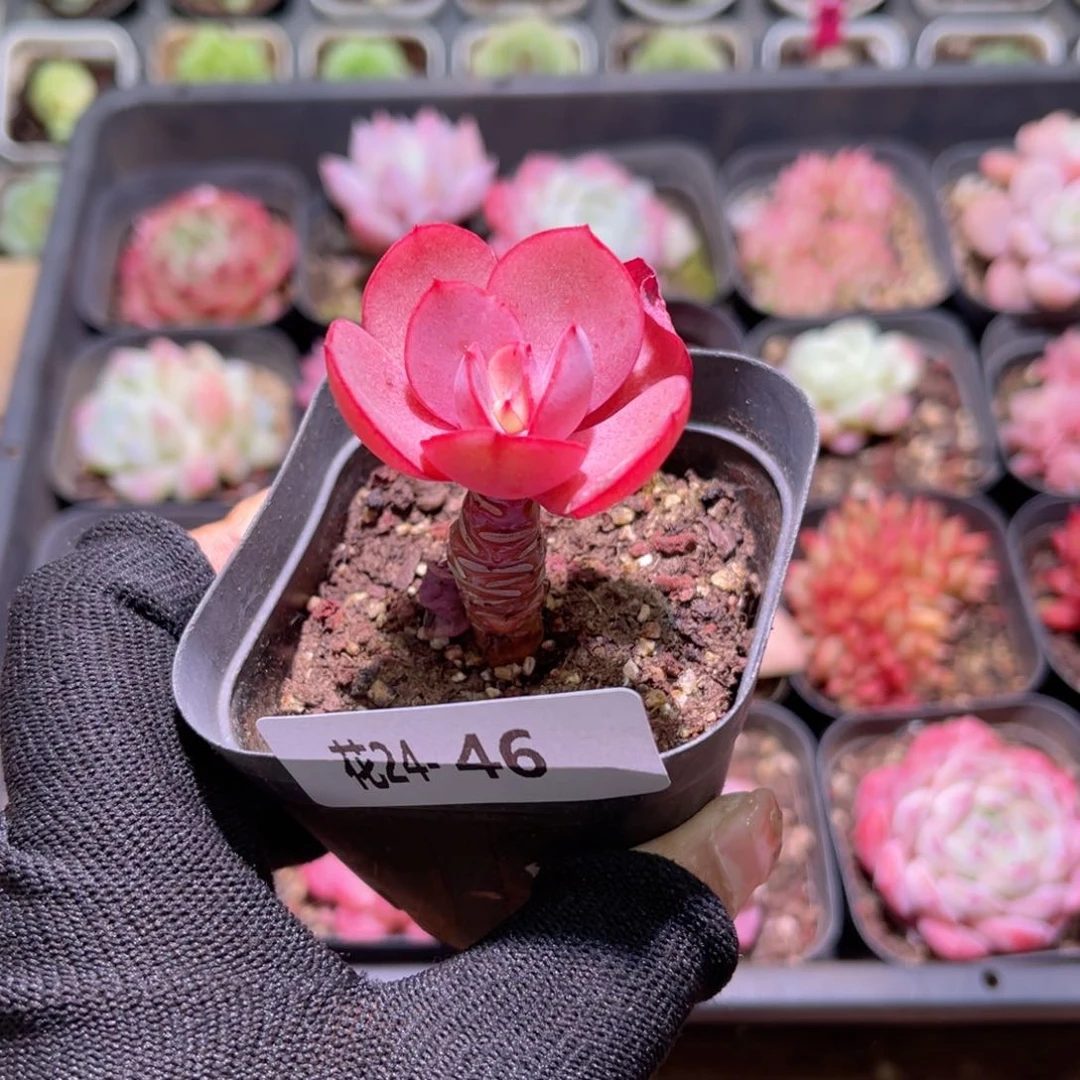 花24-46秀妍单头