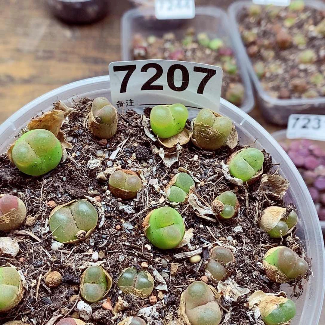 7207毛混啦啦啦啦
