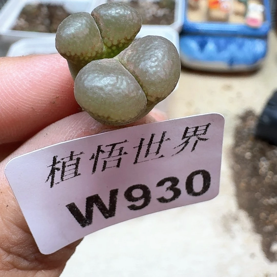 多肉植物的润泽额f g