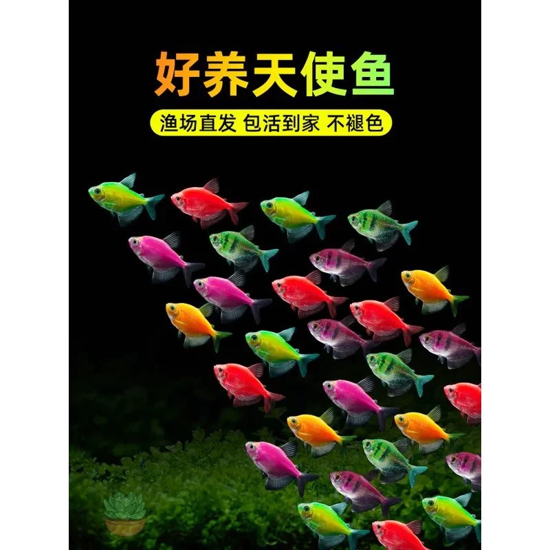 彩色天使鱼群游鱼观赏鱼淡水热带鱼耐活好养