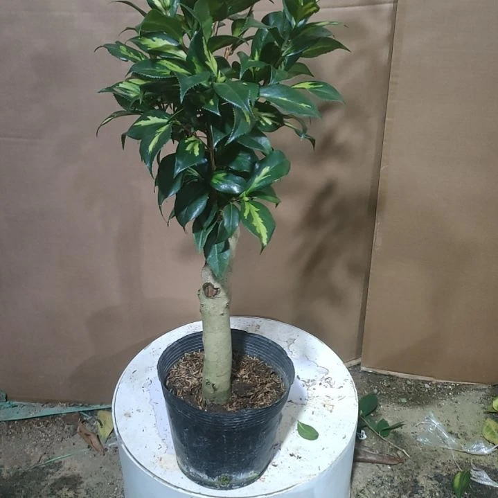 565朝日之雪，原盆原土发货，不包邮