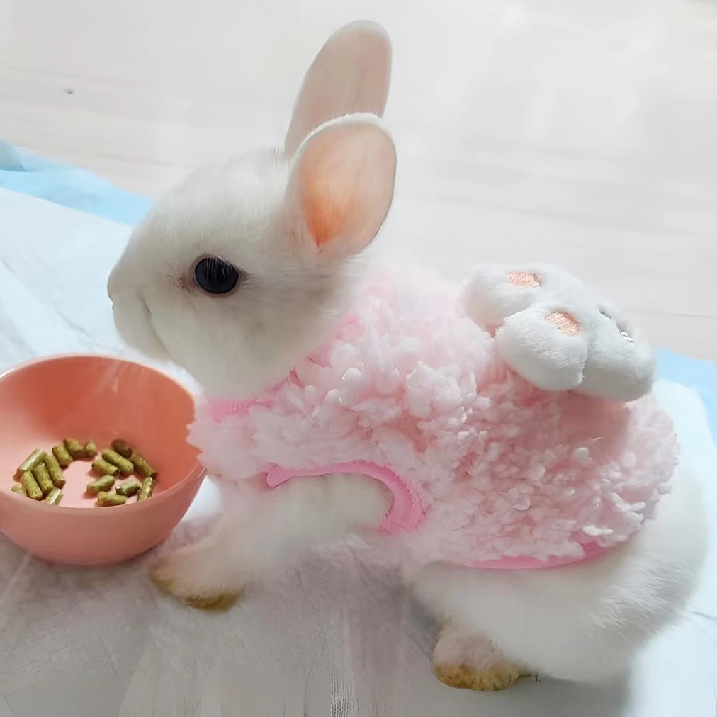 兔子衣服兔兔侏儒兔垂耳兔宠物兔专用超小型衣服新款保暖可爱舒适
