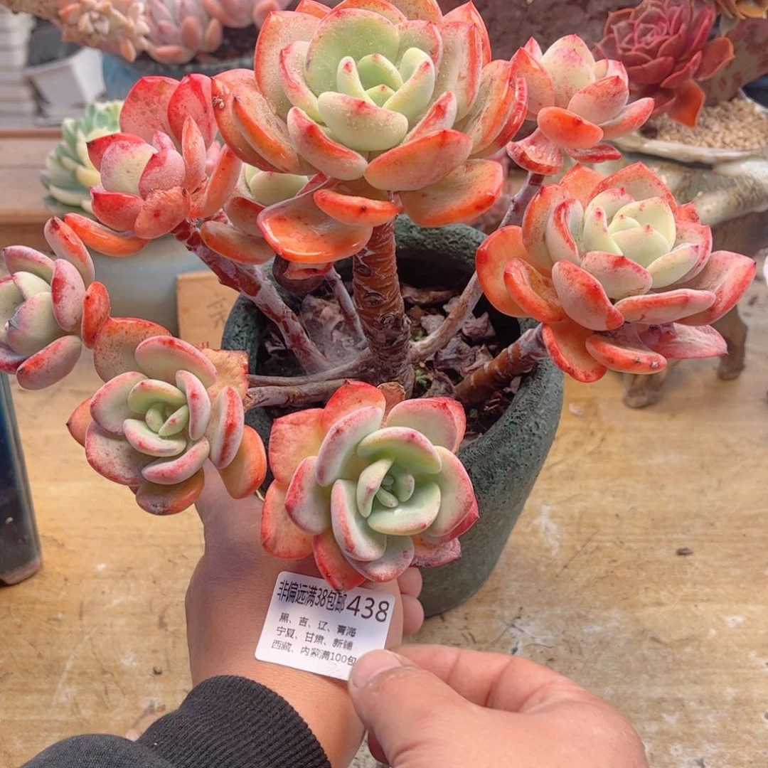 438白月光德华多肉