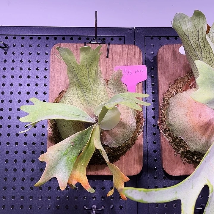 不开花植物nook蓝皇后