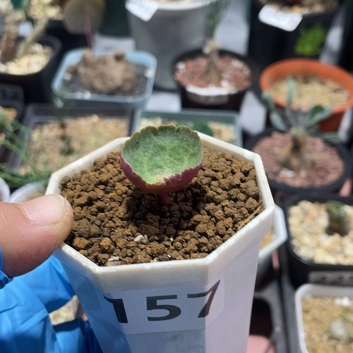 157小雨伞块根植物