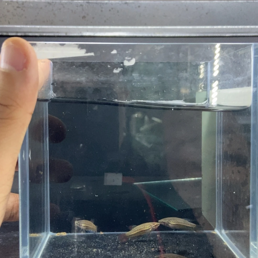 斗鱼包活不包损所见即所得083