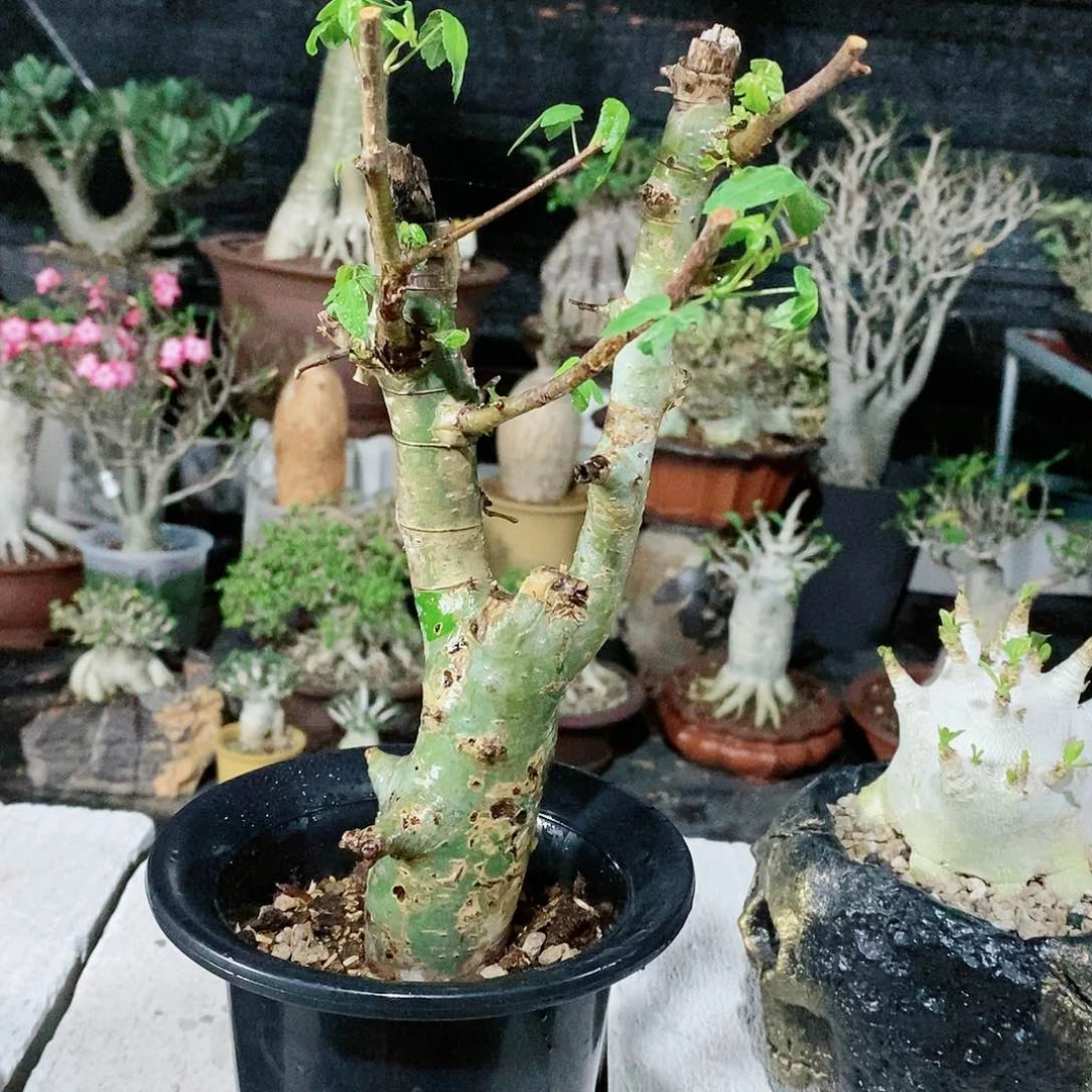 【闪购商品】蓝白皮橄榄