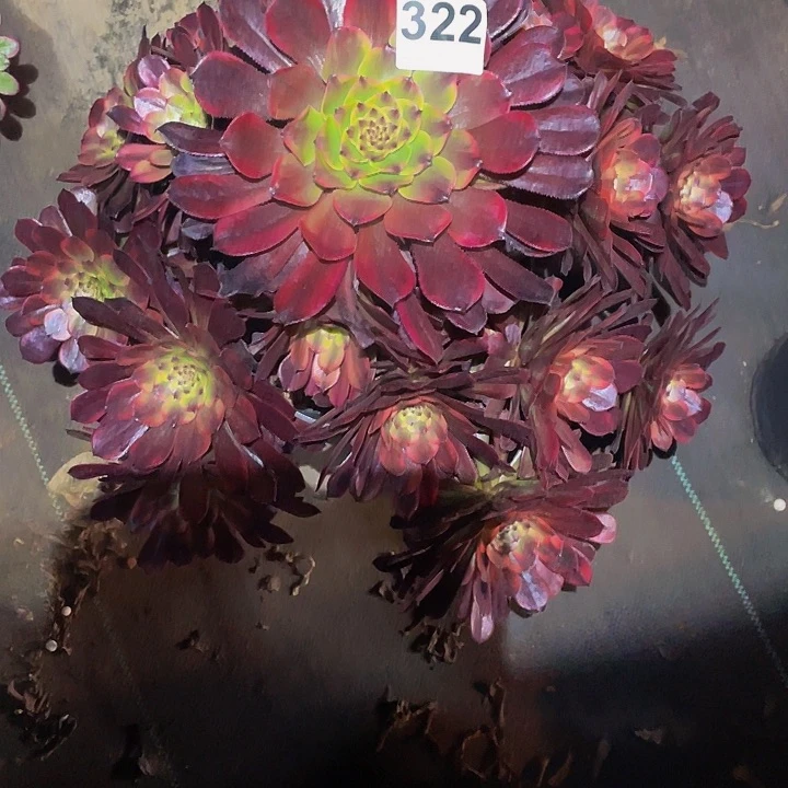 多肉法师322号萝莉超黄錦不包损