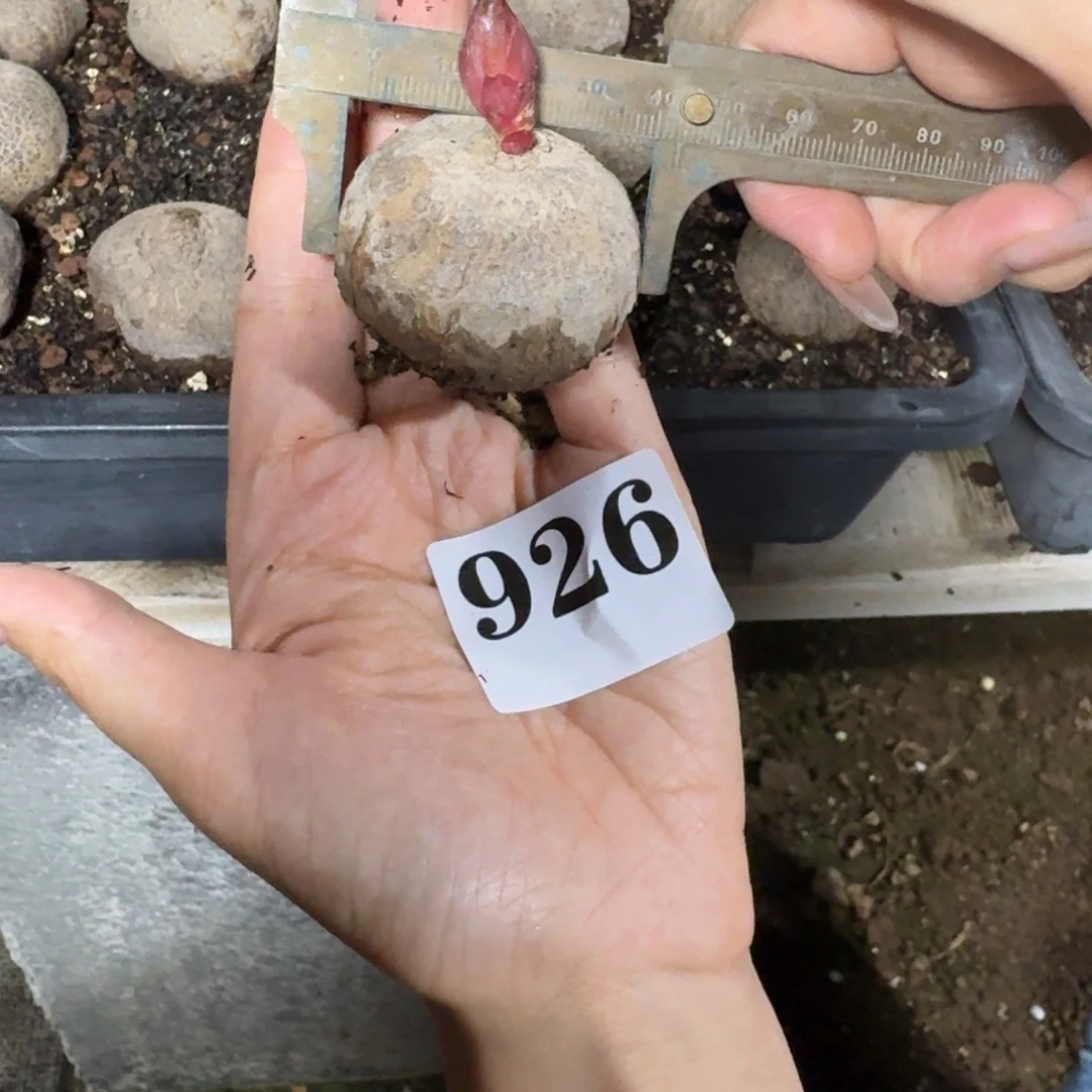 玫瑰大戟多肉植物