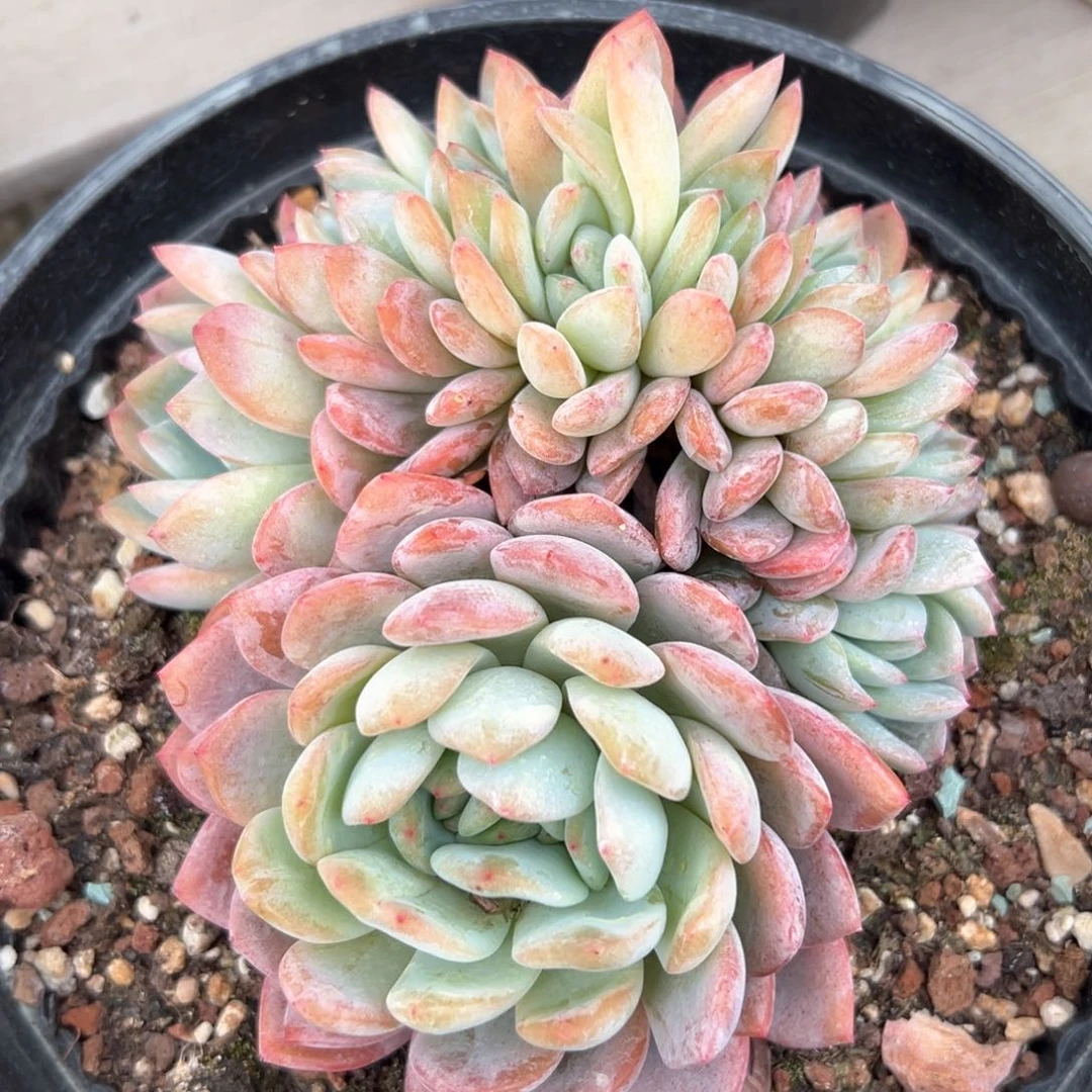 全明星缀（满38包邮）多肉