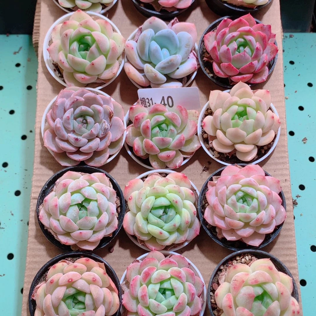 31-40一物一拍带盆18颗