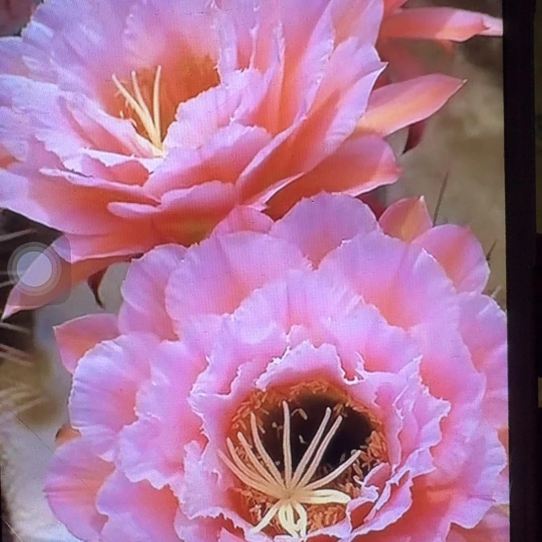 粉桃精灵带根高10公分毛花柱