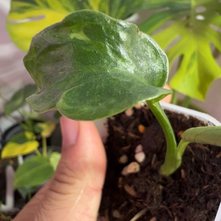 H****完全开放龟背竹种子苗