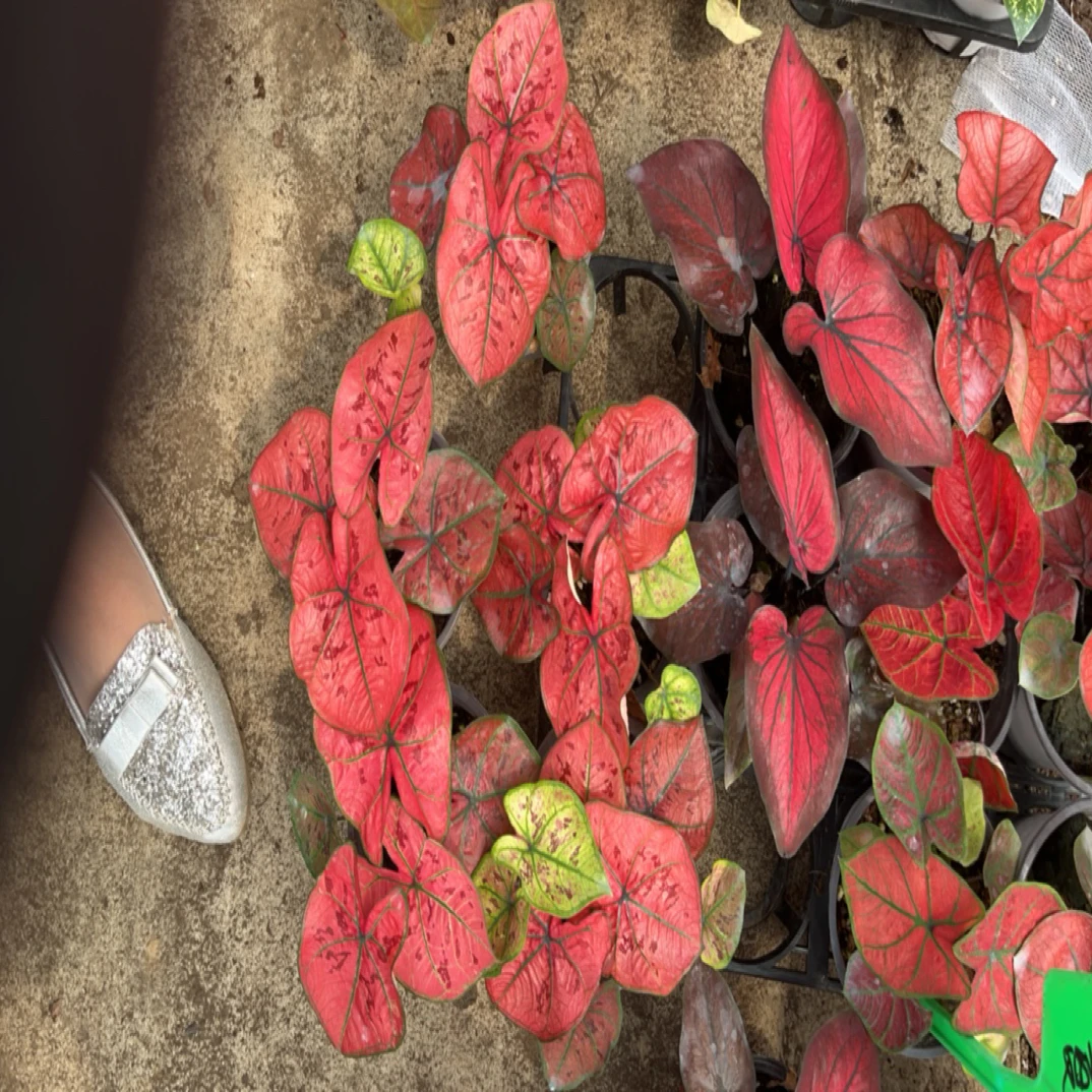 彩叶芋桌面网红盆栽耐阴净化空气耐阴好养只包开箱介意勿拍