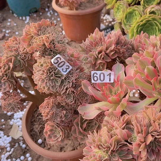 情***份多肉植物一个女巫一个女郎