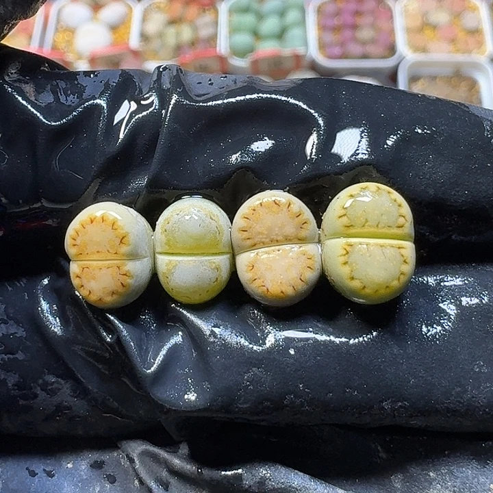 111112生石花。  173