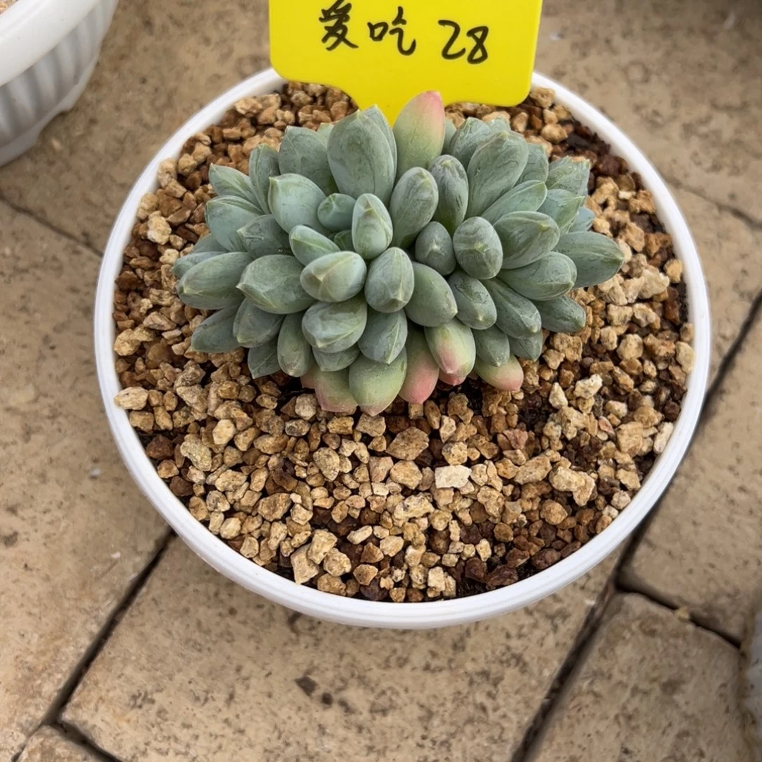 ****李爱吃28。