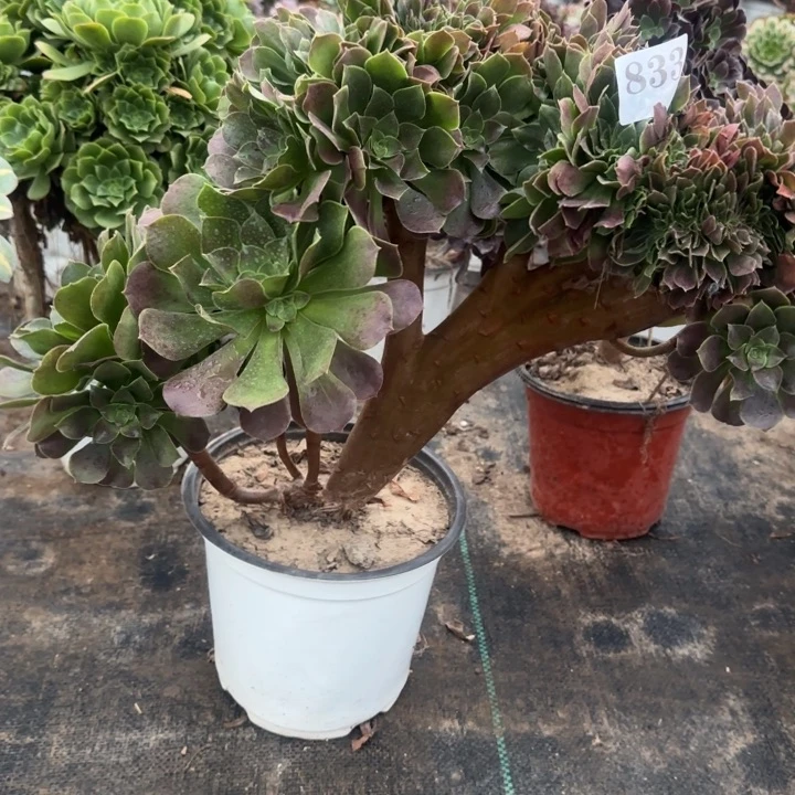 833玫瑰缀化包邮。