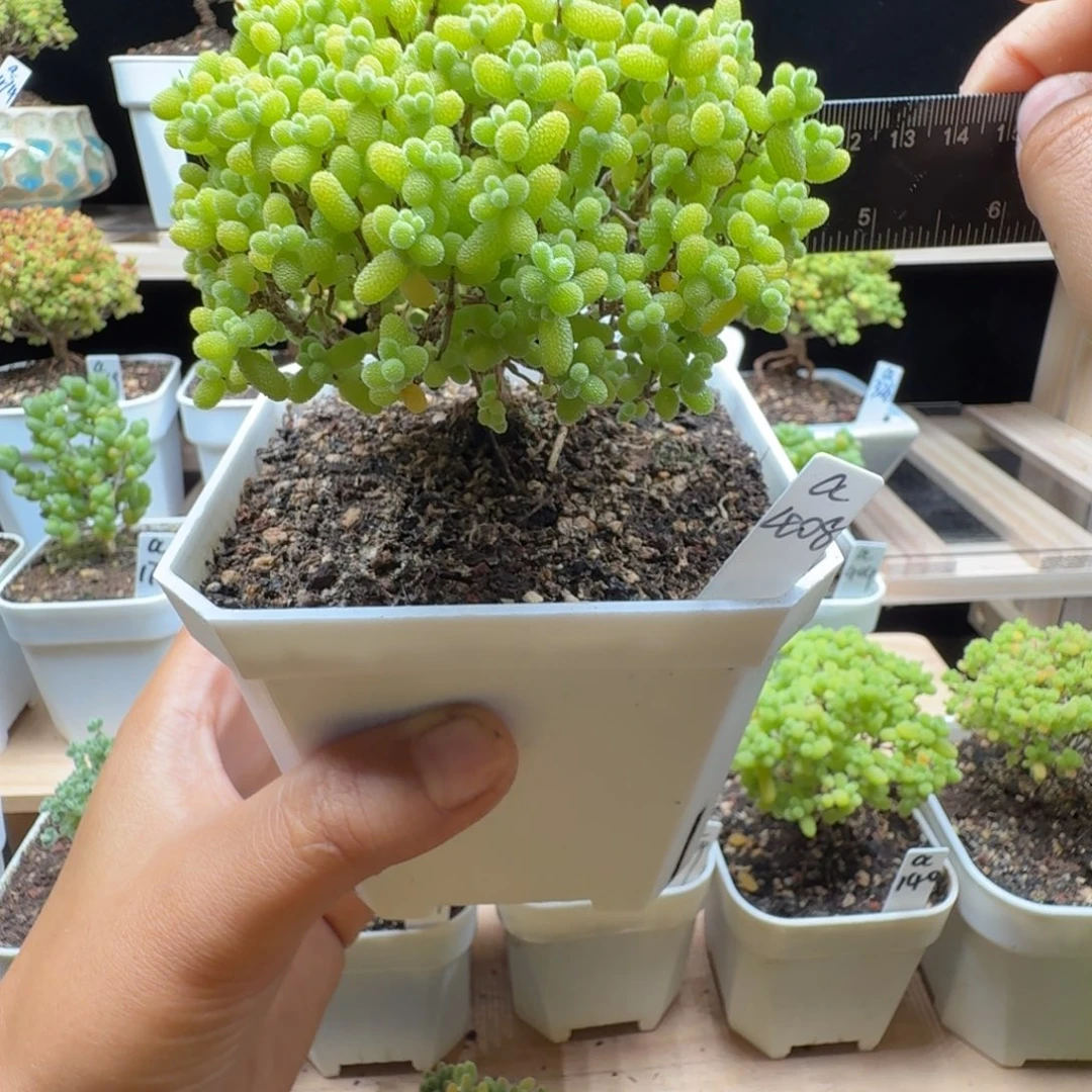 a408号金桔冠服10厘米左右