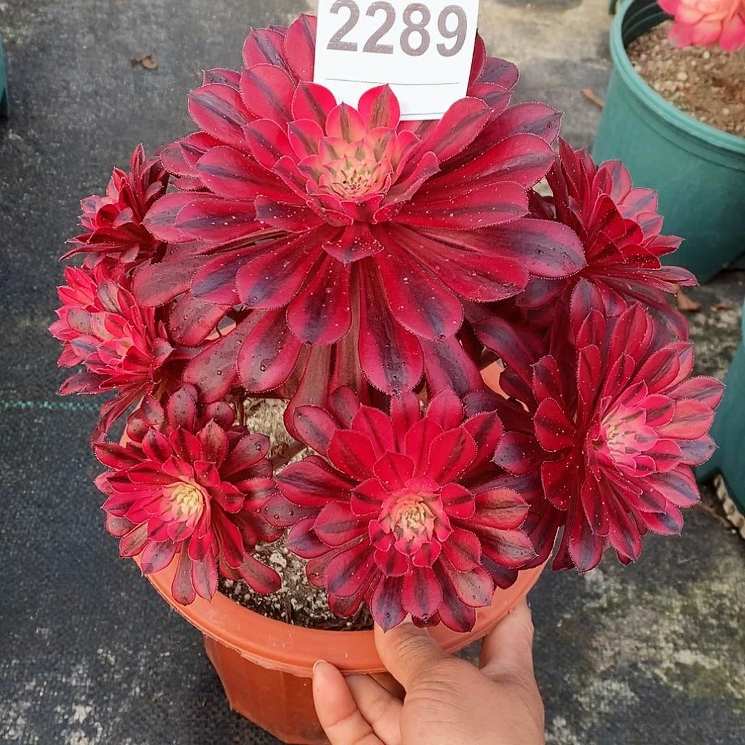 红陶香2289黑铜白4多肉