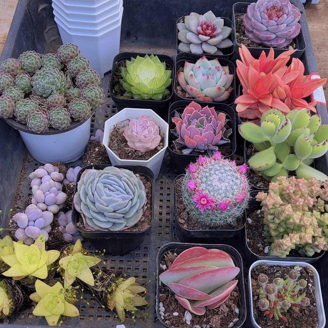 多肉344多肉植物