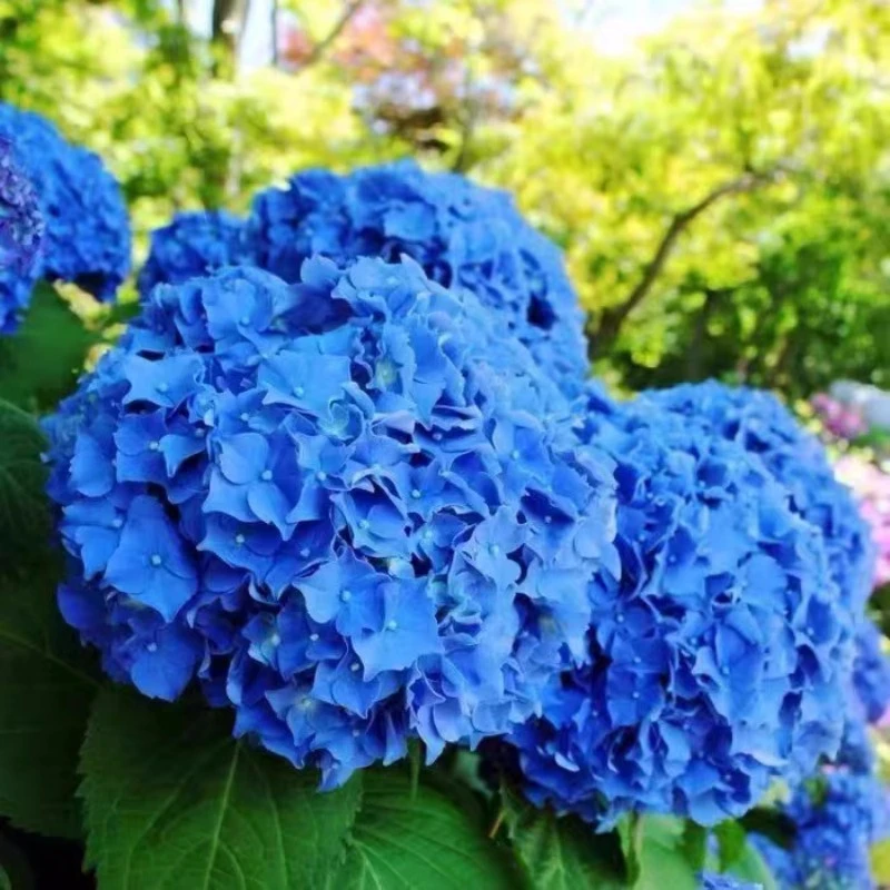 （魔幻海洋）买3送一绣球花苗无尽夏四季盆栽花卉阳台庭院