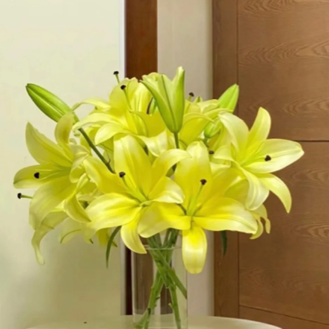 【伊春巧遇花店】三头黄天霸2支 全场任意两单免运费