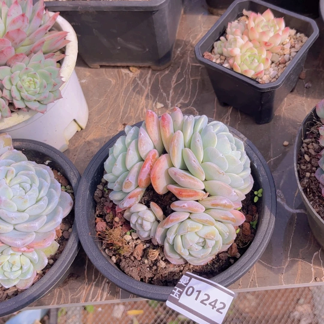 冰玉多肉植物01242