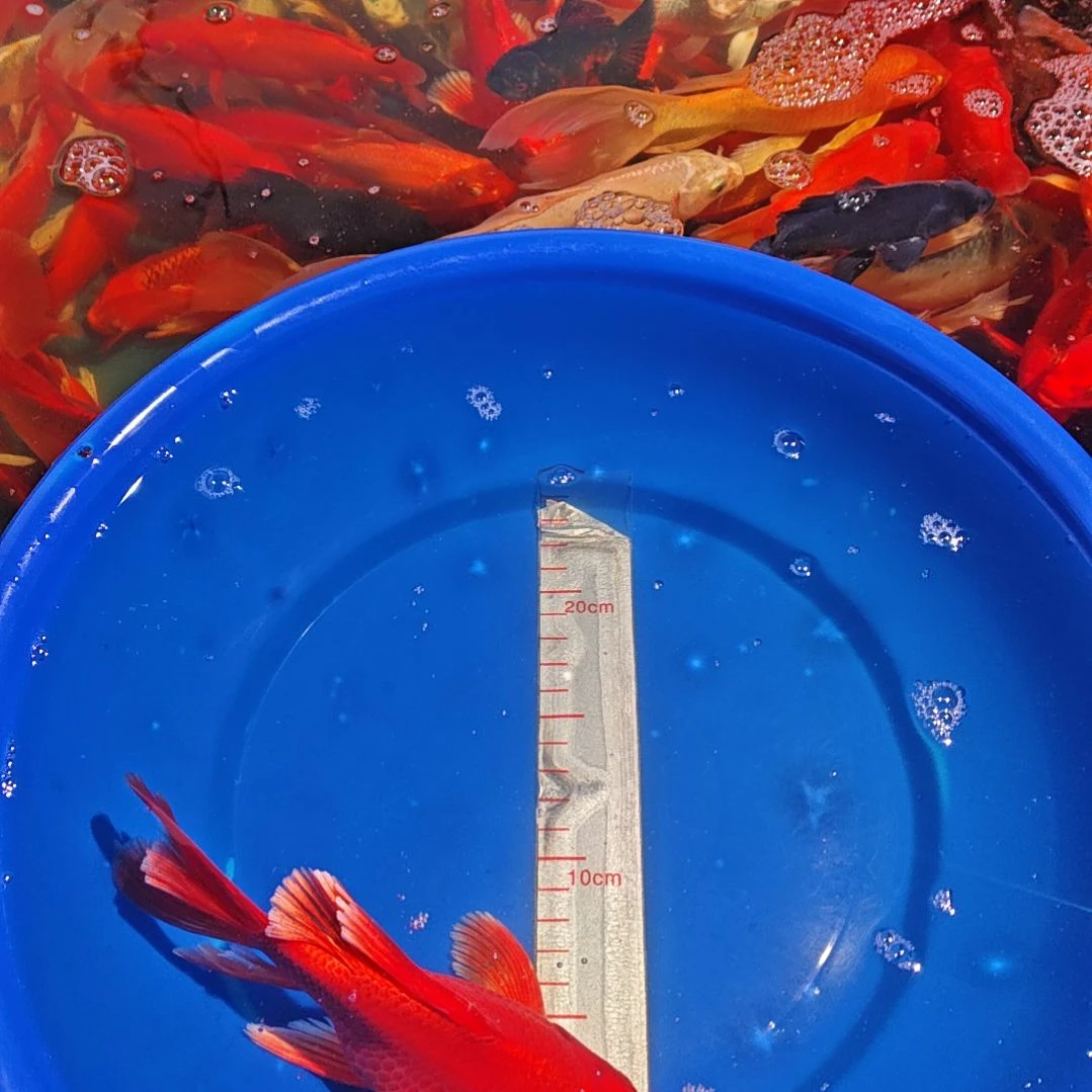 中国大陆冷水观赏鱼蝴蝶鲤