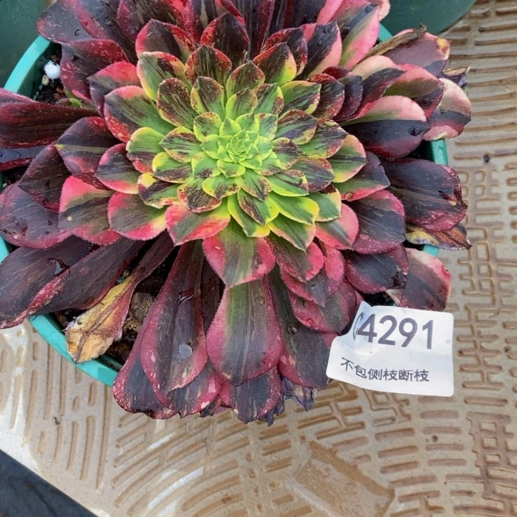 【闪购商品】小*?4291花鹤翎多肉