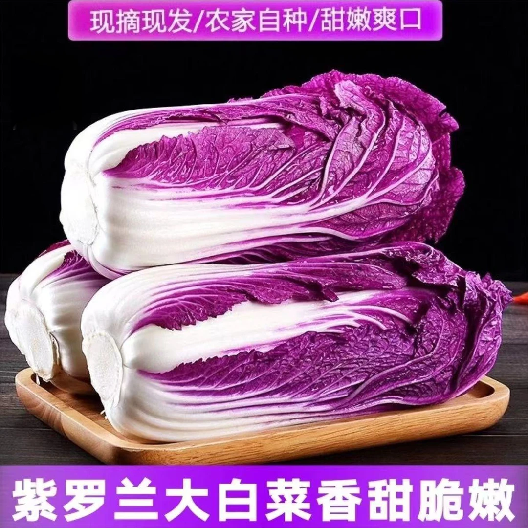 新鲜紫色大白菜紫白菜红白菜紫色包菜西餐蔬菜沙拉紫罗兰白菜
