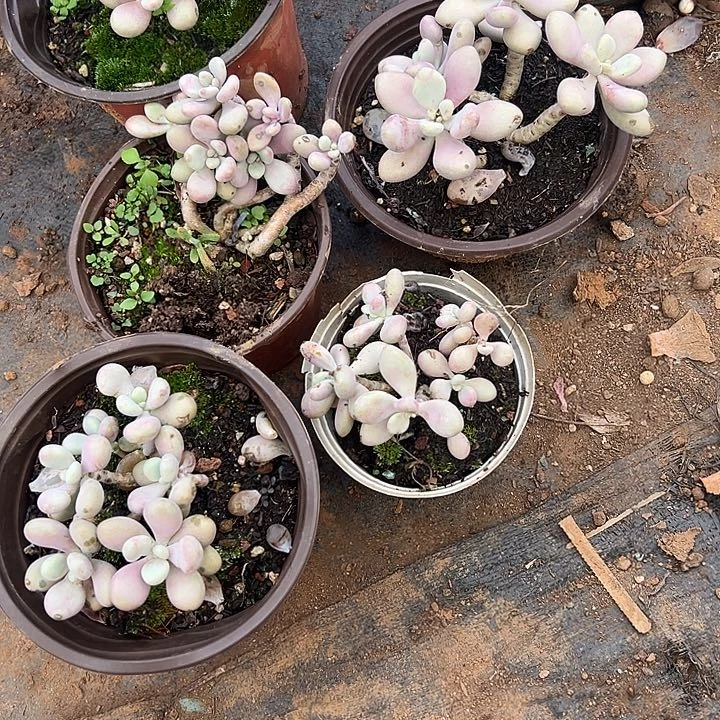 艾***洁多肉植物实物直播实物332