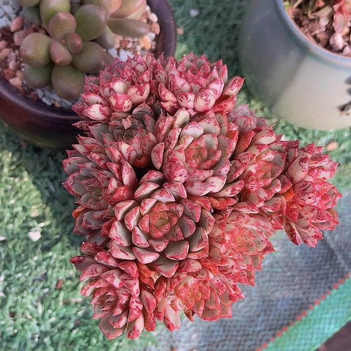 血滴子15128的润泽