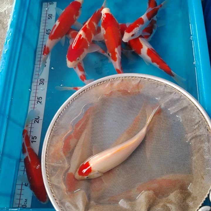 海水顺丰包邮开箱包活1
