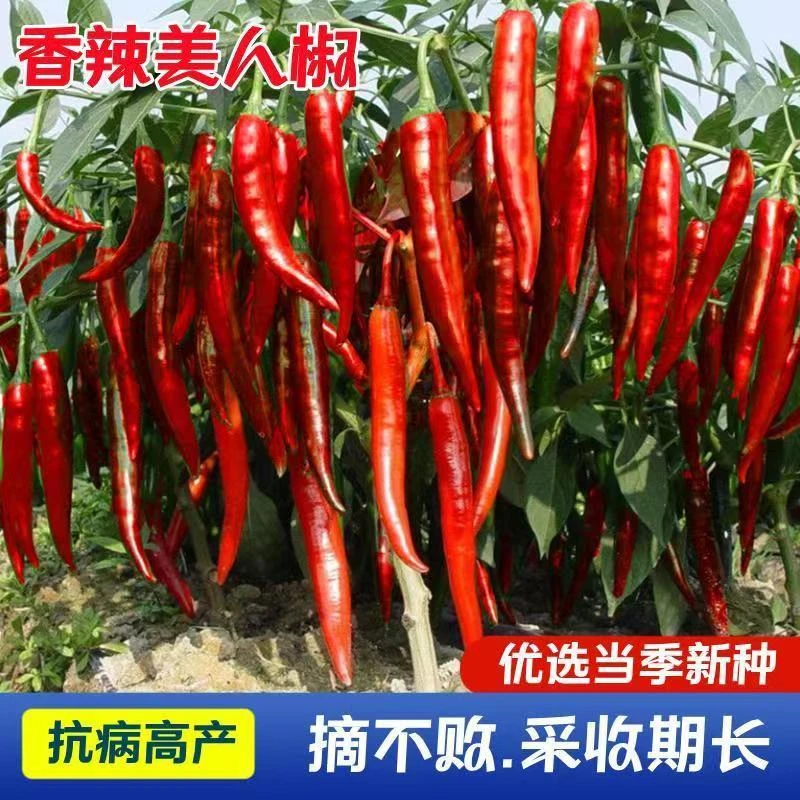春季摘不败美人椒种子红辣椒红尖椒长辣椒种子特香辣四季盆栽蔬
