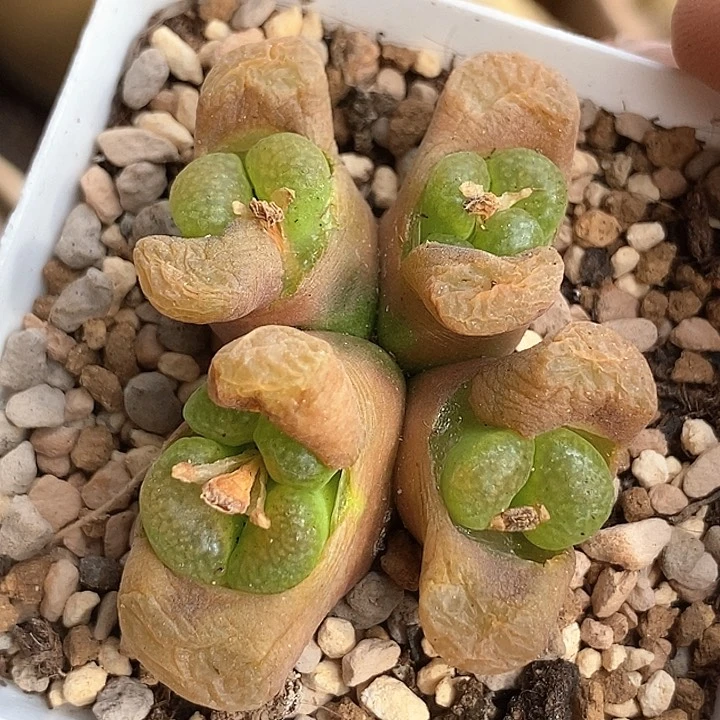 4576磁铁一颗