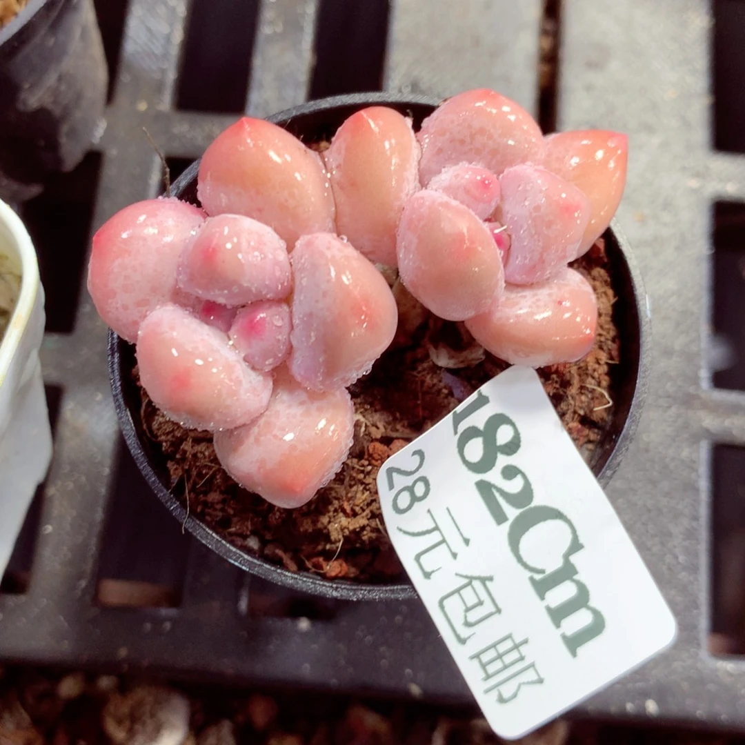 5厘米盆精控多肉182