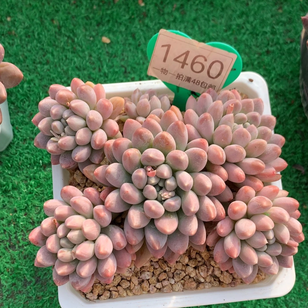 七彩奶糖无砍平头1460