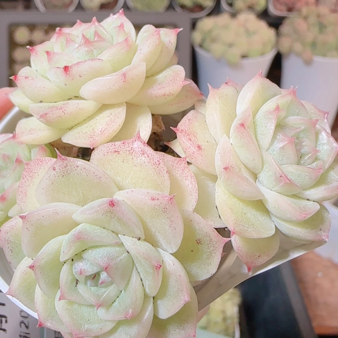 花语逸镜1111-311散