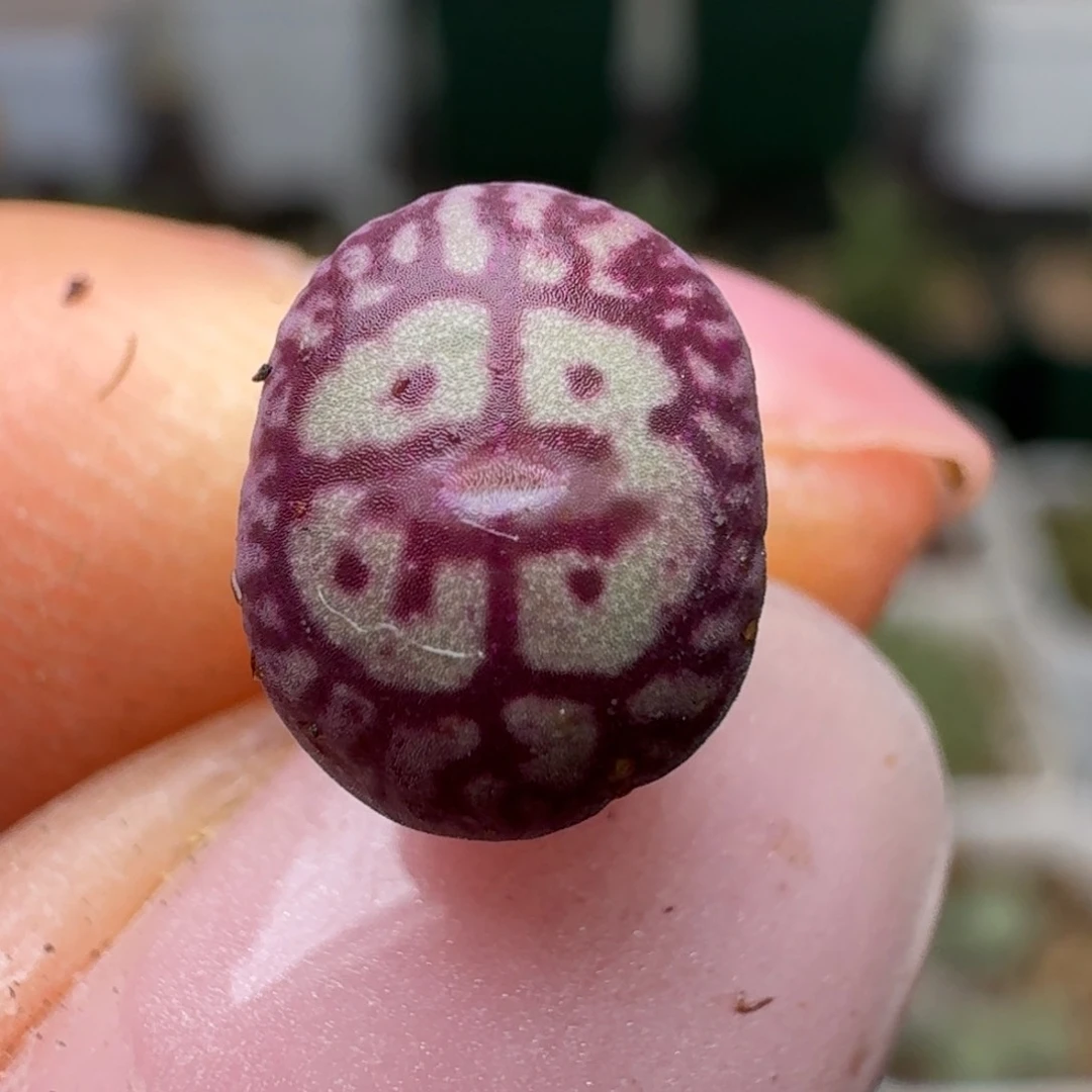 110猴脸青姬000000000000