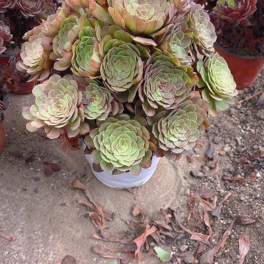 花月夜多肉植物上181