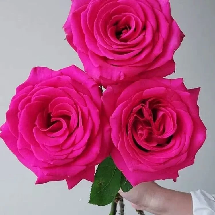 新品弗洛伊德玫瑰花大苗盆栽桃红色大花四季切花月季阳台庭院花卉