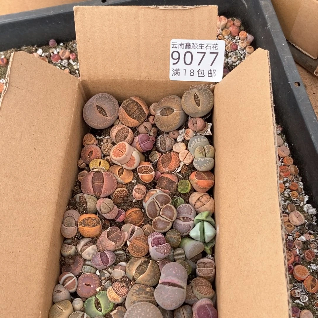 9077彩色一箱有瑕疵啦啦啦