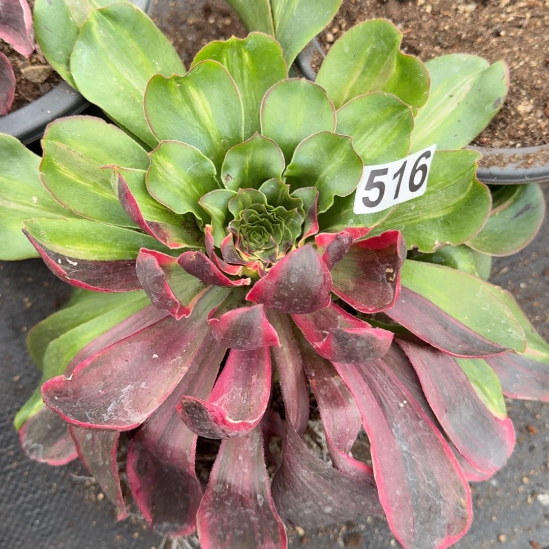 ****5516多肉植物恶魔之眼