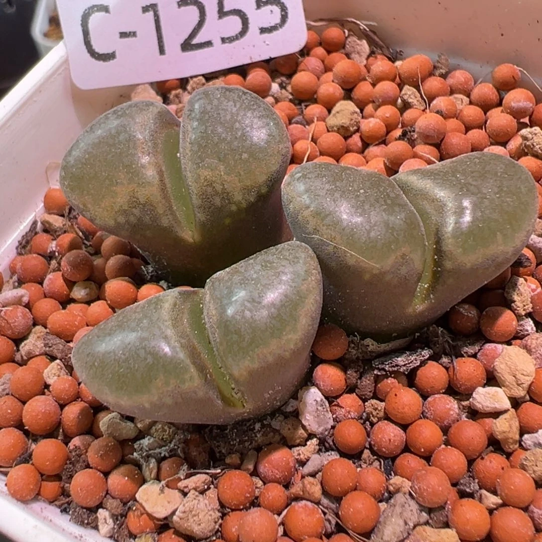 多肉植物1111111111111