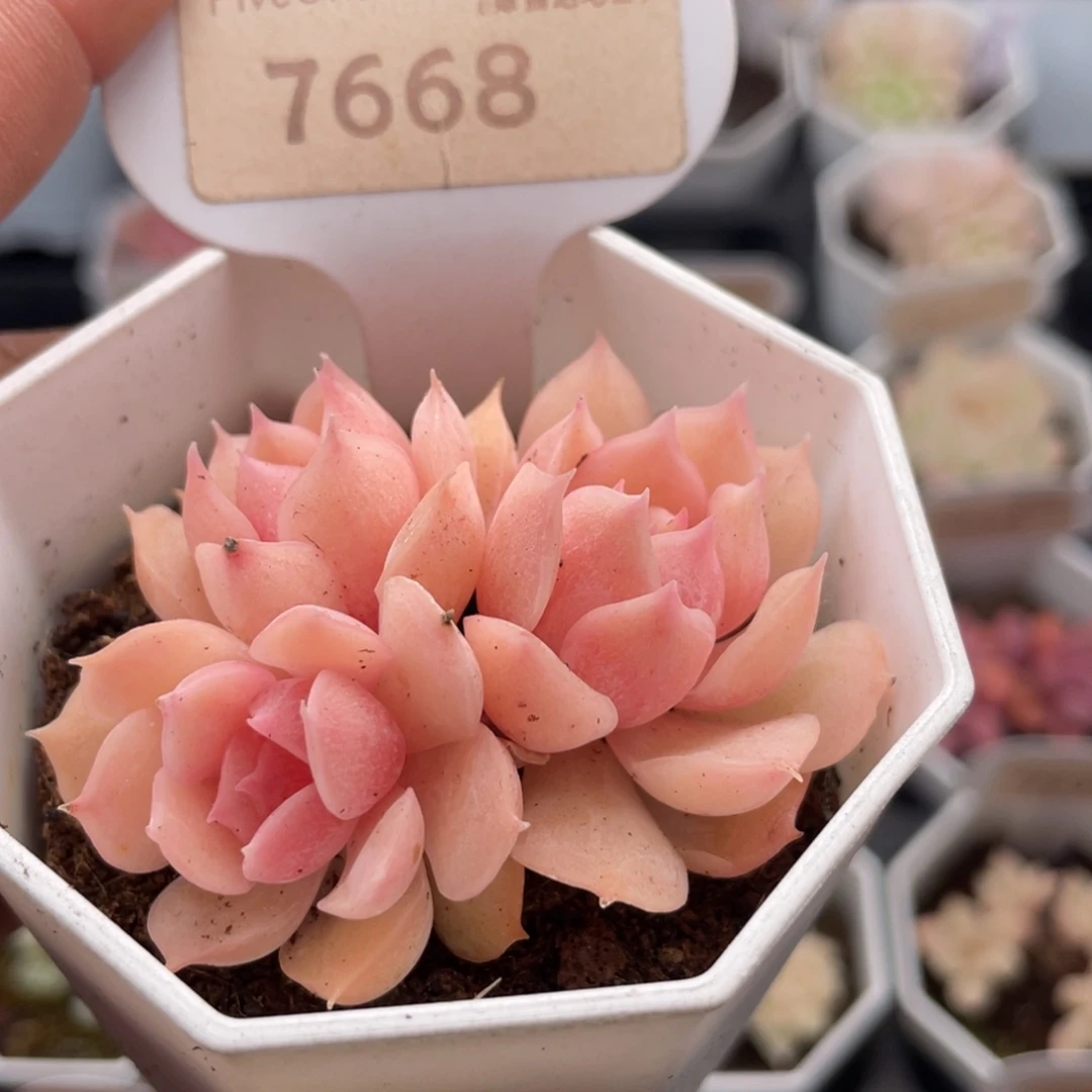 昂斯诺7668-5.5厘米