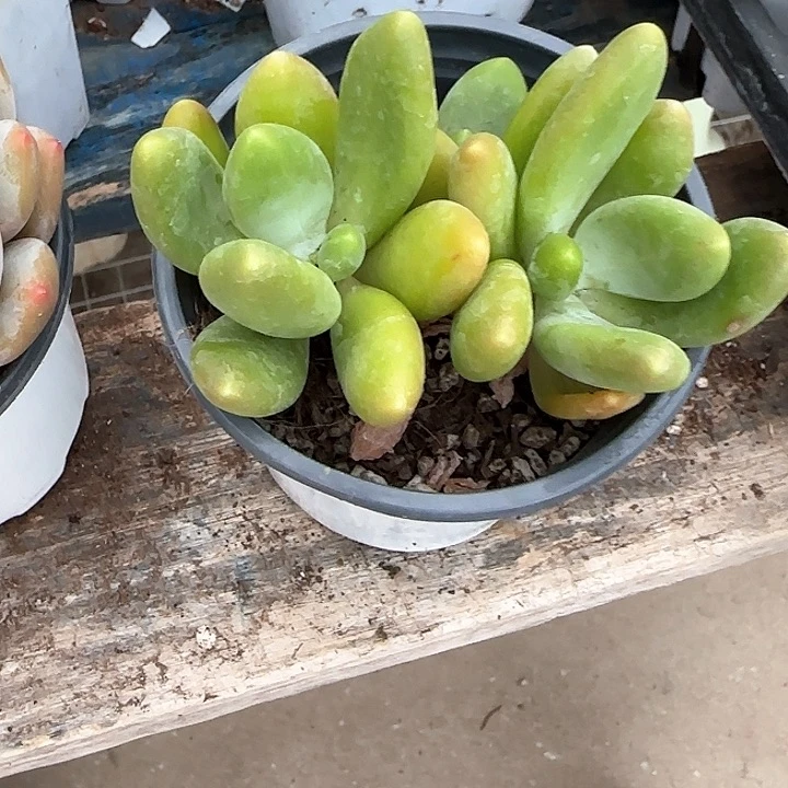 青蛙王子儿童牙膏11
