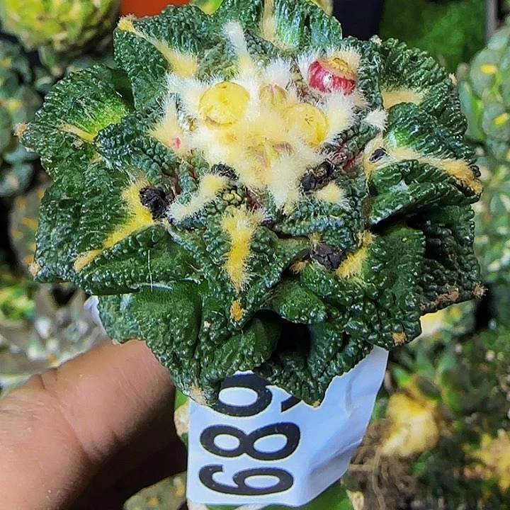 辛顿689仙人球开花