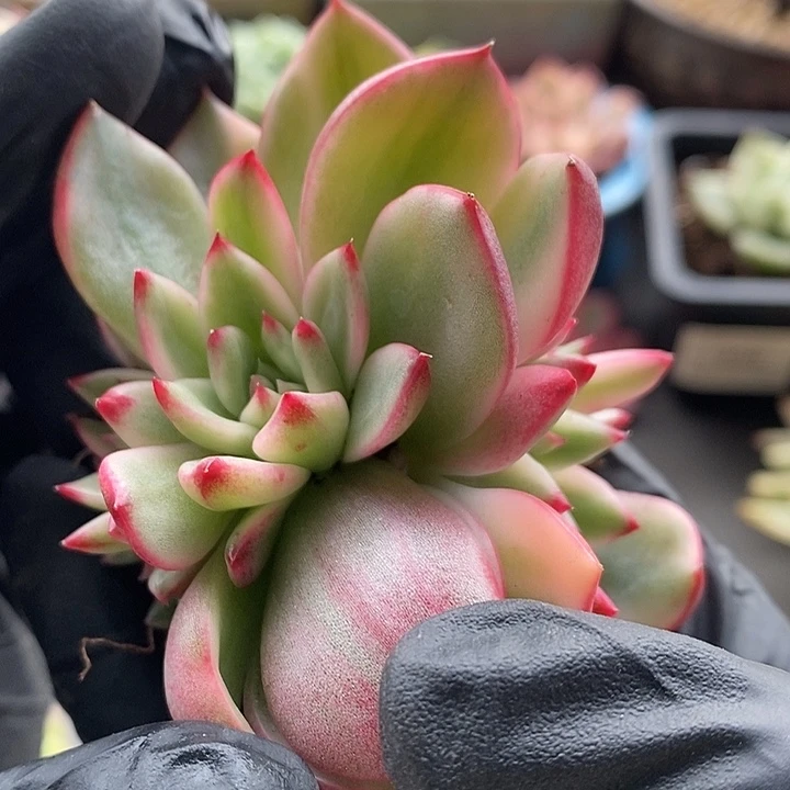 蔚蓝乌木锦底座5个复轮头